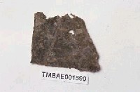 藏品(角鱗蘚屬)的圖片